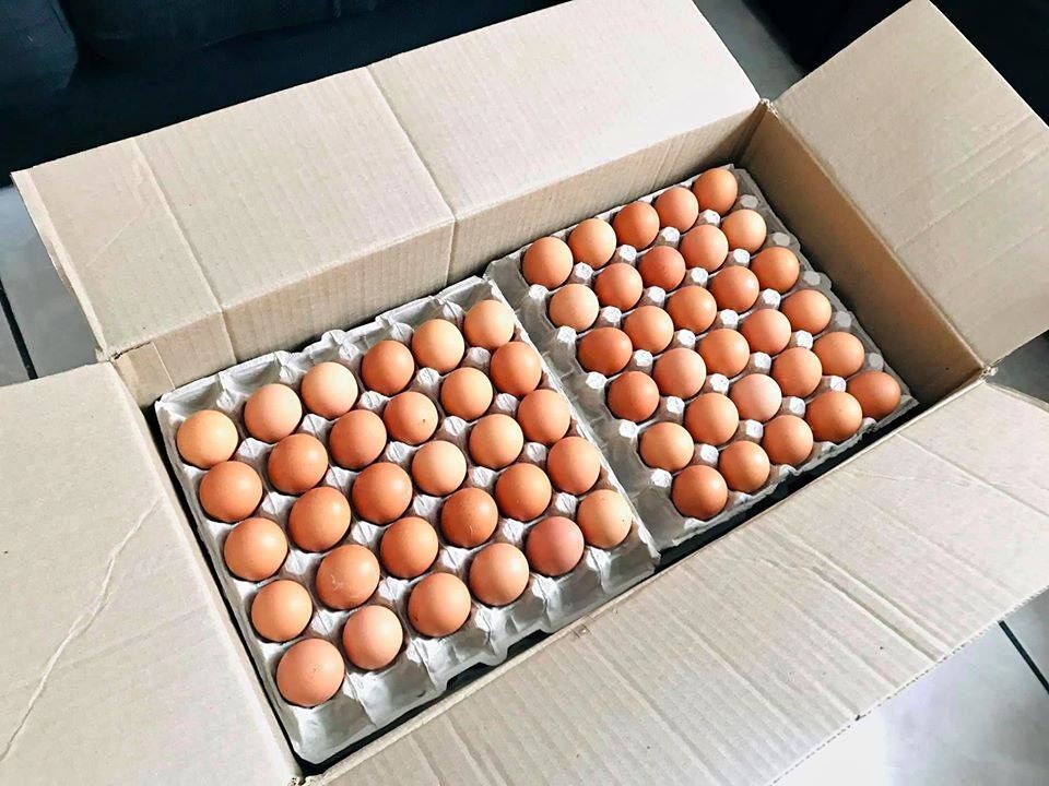 Brown and White Chicken Eggs