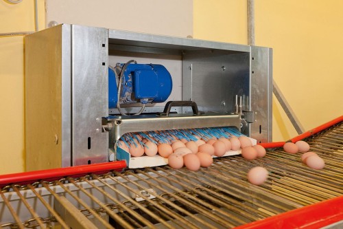 Chicken Brown eggs for export to Ghana, DRC Congo, Liberia, Chad, Nigeria