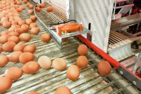 EGGS