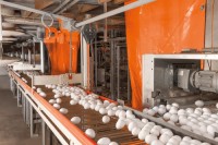 BROWN & WHITE EGGS FIOR EXPORTATION,