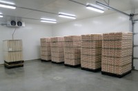 BROWN & WHITE EGGS FIOR EXPORTATION,