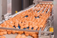 White shell eggs Brazil,Brazilian egg farms, Chicken eggs bulk supply,ISO certified egg exporters, Brown and White Table Eggs in Brazil
