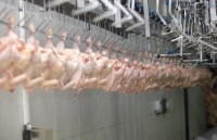 Seara Frozen Chicken,Seara Chicken Export,Buy Seara Chicken Brazil,Brazilian Frozen Chicken Exporter