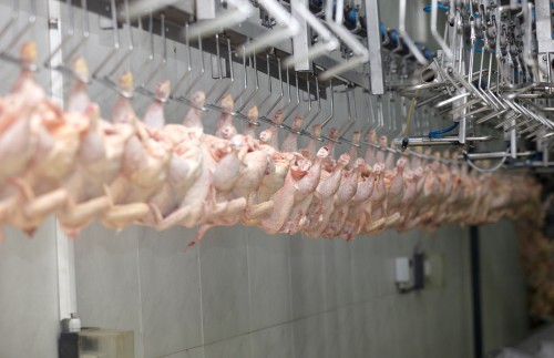 Seara Frozen Chicken,Seara Chicken Export,Buy Seara Chicken Brazil,Brazilian Frozen Chicken Exporter