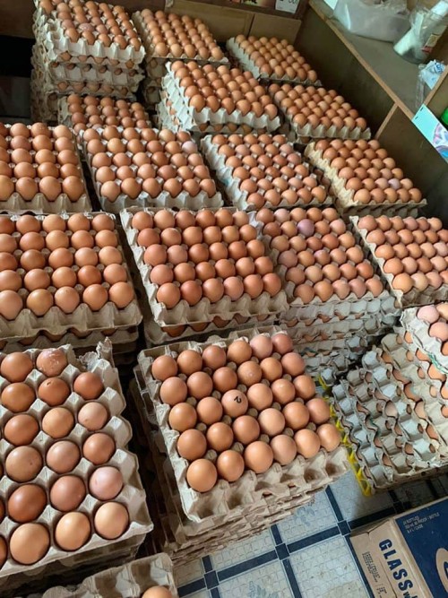 Chicken Hatching Eggs from Brazil to South Africa,,Cobb500 hatching eggs South Africa,Wholesale Fresh Table Eggs – Brown & White