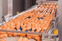 BROWN & WHITE EGGS FIOR EXPORTATION,