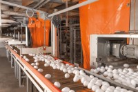 Chicken Eggs Suppliers and Manufacturers