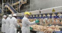 Frozen Whole Chicken Exporter to Japan, Brazil Chicken export to South Korea