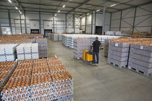 BROWN & WHITE EGGS FIOR EXPORTATION,