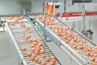 Brazil table eggs to Nigeria, Brazil eggs to Ghana, Brazil table eggs to Cameroon, Brazil eggs to Angola, Eggs to Congo DRC