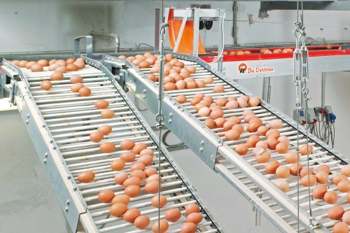Brazil table eggs to Nigeria, Brazil eggs to Ghana, Brazil table eggs to Cameroon, Brazil eggs to Angola, Eggs to Congo DRC