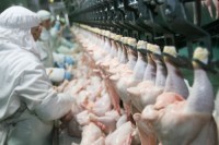 Halal Chicken export to Saudi Arabia,Frozen chicken export to Saudi Arabia,Saudi Arabia halal chicken importer