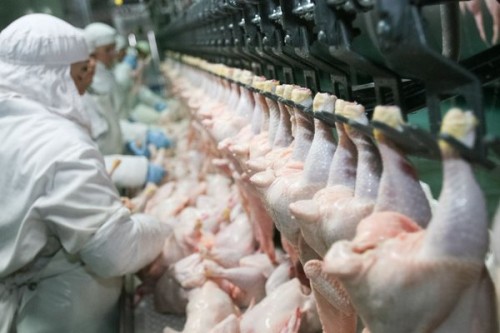 Frozen Chicken for Export to Saudi Arabia