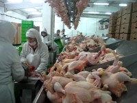 Halal Chicken export to Saudi Arabia,Frozen chicken export to Saudi Arabia,Saudi Arabia halal chicken importer
