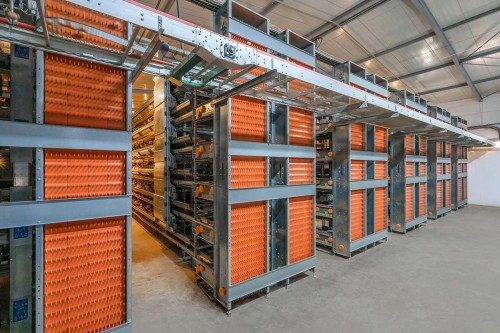 Chicken Table Eggs for Export