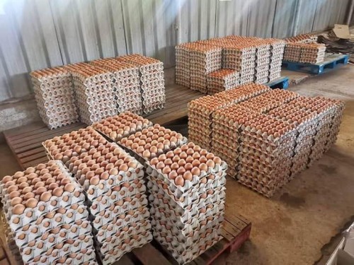 Hatching eggs Cobb 500 Brazil origin,Cobb 500 fertile eggs exporter,Cobb 500 hatching eggs Brazil