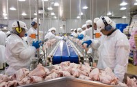 Chicken meat wholesaler, Brazilian chicken export, Chicken leg quarters Middle East, Brazil frozen chicken to Middle East