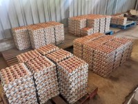 Brazil chicken eggs exporter to Singapore,Export white & brown eggs to Singapore,Farm fresh eggs Brazil to Singapore