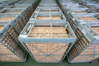 FRESH BROWN & WHITE TABLE EGGS