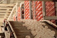 FRESH BROWN & WHITE TABLE EGGS