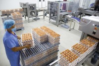 FRESH BROWN & WHITE TABLE EGGS