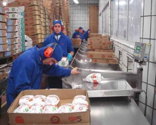 Frozen Chicken Exporter