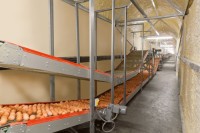 BROWN & WHITE EGGS FIOR EXPORTATION,