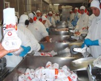 Brazil Frozen Chicken Exporter to Middle East, Asia, Europe, USA, Africa