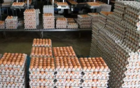 Brazilian Table eggs for export,Brown and white eggs wholesale Brazil to Ghana, Nigeria, Niger,Angola, Niger, Garbon
