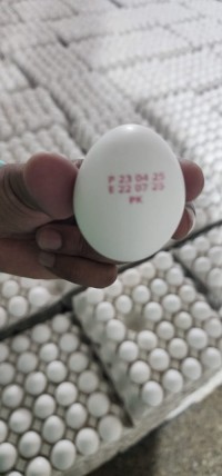 Brazil chicken eggs exporter to South Korea,White & brown table eggs to South Korea,Chicken egg supplier Brazil to Seoul