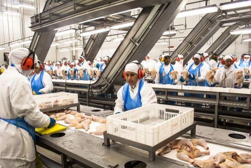 Frozen Chicken Wholesaler